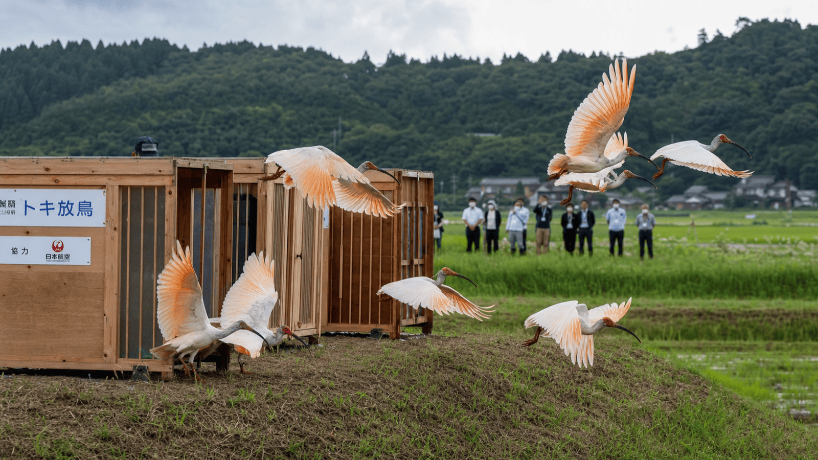 Eight Crested Ibises Released in Hakui, First on Honshu in 56 Years