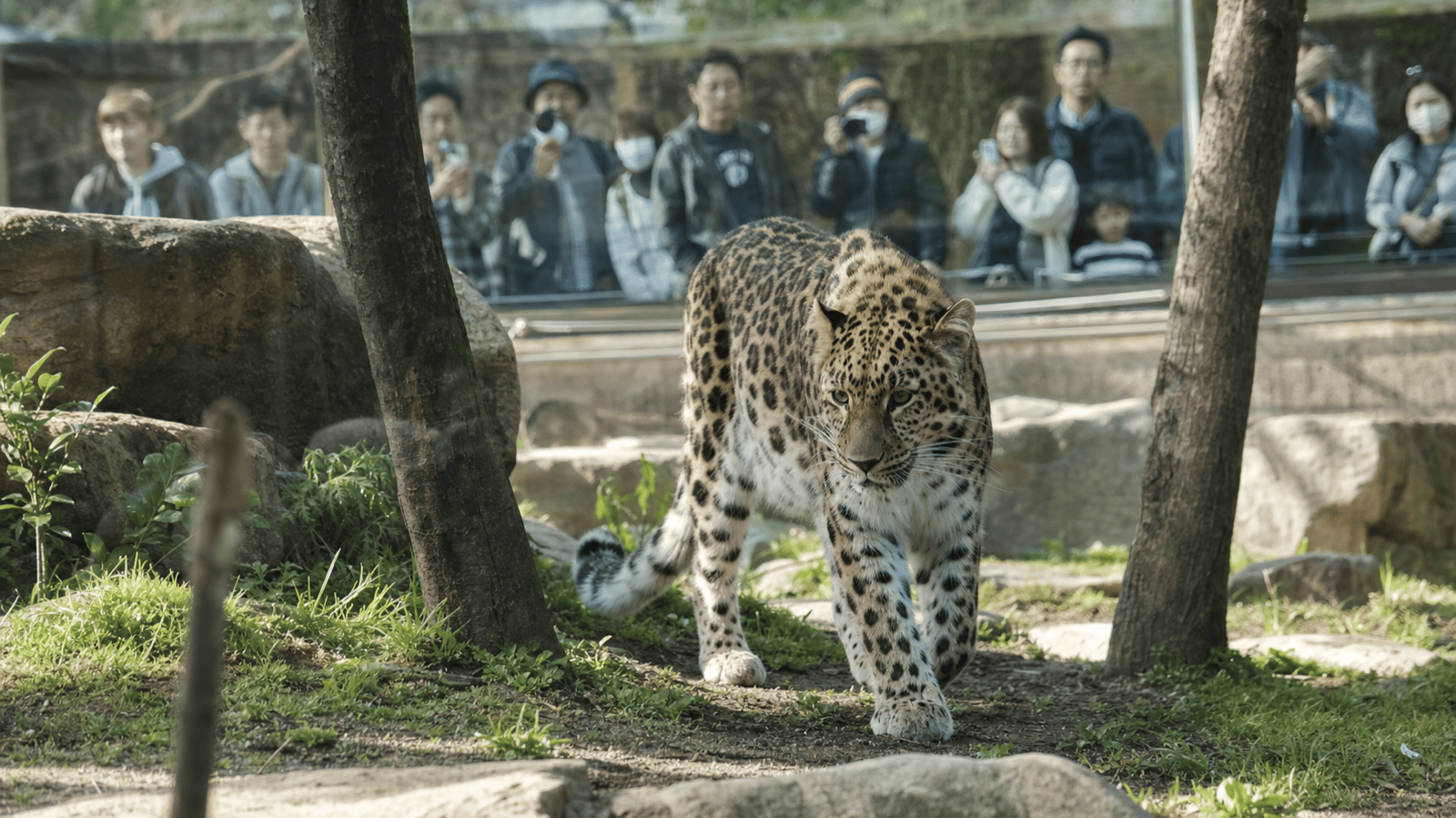 Tobe Zoo Starts Public Viewings of Amur Leopard "Ram"